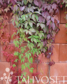 Tuotekuva-SÄLEIKKÖVILLIVIINI