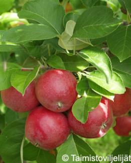 Tuotekuva-SANDRA OMENA FinE