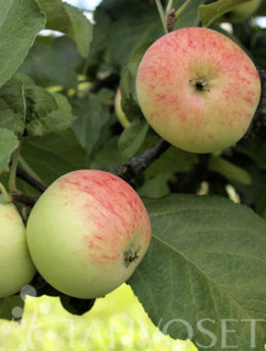 Tuotekuva-SARIOLA OMENA