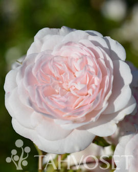 Tuotekuva-SEA FOAM RUUSU