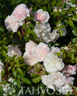 Tuotekuva-SEA FOAM RUUSU