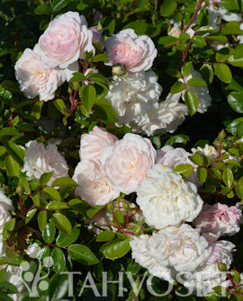 Tuotekuva-SEA FOAM RUUSU