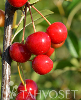 Tuotekuva-SHEDRAJA KIRSIKKA