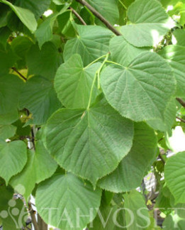 Tuotekuva-SIIVOSENLEHMUS