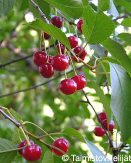 Tuotekuva-SIKKOLAN KUULASMARJA FinE KIRSIKKA