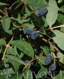 Tuotekuva-SINOGLASKA MAKEASINIKUUSAMA