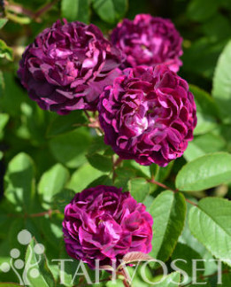 Tuotekuva-SKEDA RUUSU