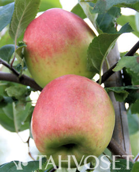 Tuotekuva-SOLNYSHKO OMENA