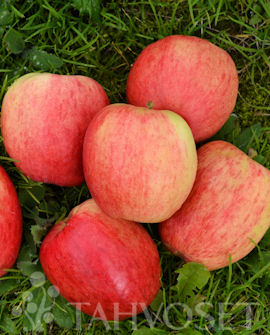 Tuotekuva-SOLNYSHKO OMENA