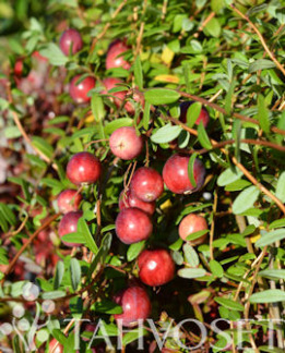 Tuotekuva-STEVENS AMERIKANKARPALO