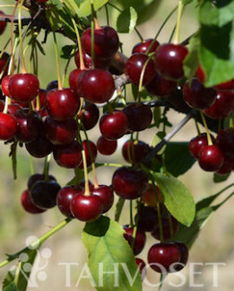 Tuotekuva-SUKLAAKIRSIKKA KIRSIKKA
