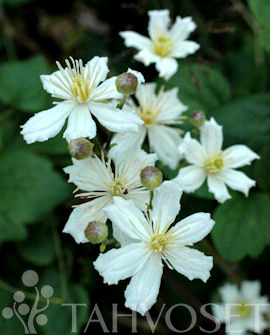 Tuotekuva-SUMMER SNOW LUMIKÄRHÖ