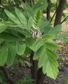 Tuotekuva-SUOMENPIHLAJA