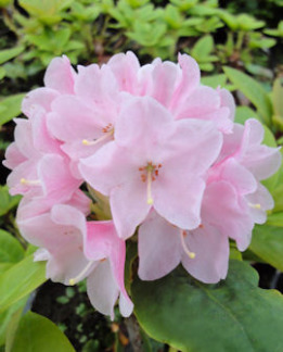 Tuotekuva-SUVI ALPPIRUUSU FinE