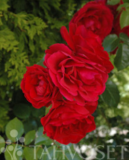 Tuotekuva-SYMPATHIE KÖYNNÖSRUUSU