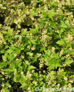 Tuotekuva-TAIKINAMARJA