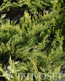 Tuotekuva-TAMARISCIFOLIA ROHTOKATAJA