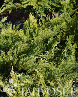 Tuotekuva-TAMARISCIFOLIA ROHTOKATAJA