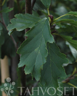 Tuotekuva-TAMMENLEHTILEPPÄ