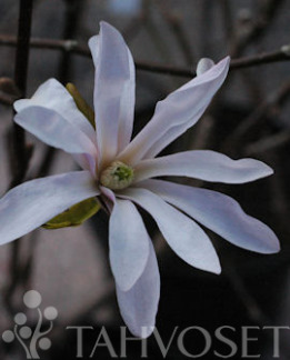 Tuotekuva-TARHAMAGNOLIA