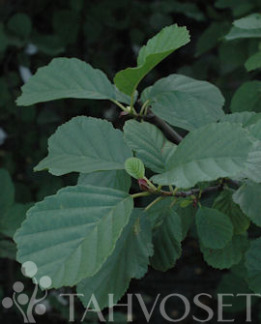 Tuotekuva-TERVALEPPÄ