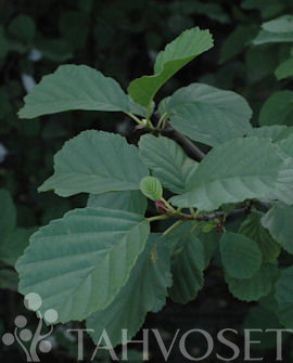 Tuotekuva-TERVALEPPÄ