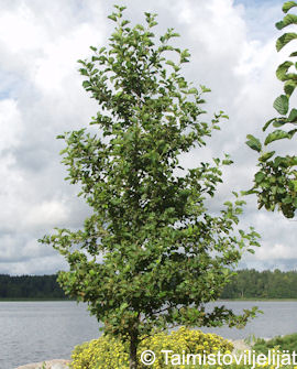 Tuotekuva-TERVALEPPÄ