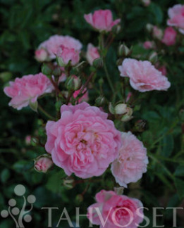 Tuotekuva-THE FAIRY RUUSU