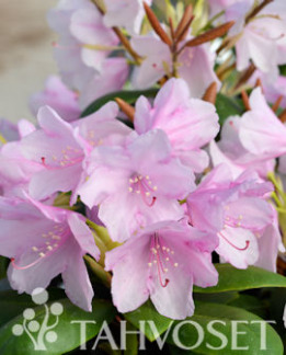 Tuotekuva-TIUKU ALPPIRUUSU FinE