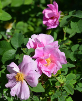 Tuotekuva-TOUKONIITTY BLANDARUUSU FinE