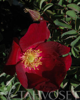 Tuotekuva-TOVE JANSSON TARHAPIMPINELLARUUSU FinE