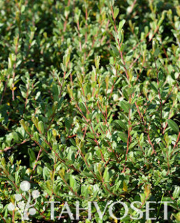 Tuotekuva-TUHKIMO PEITTOPAJU FinE