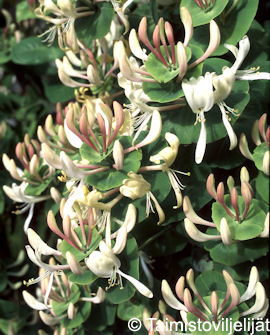 Tuotekuva-TUOKSUKÖYNNÖSKUUSAMA