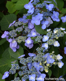 tuotekuva twist_n_shout_jalohortensia