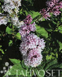 Tuotekuva-UNKARINSYREENI