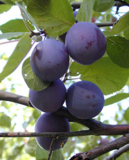 Tuotekuva-VAARIN SINILUUMU FinE LUUMU