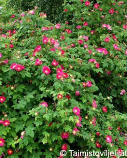 Tuotekuva-SPLENDENS VALAMONRUUSU