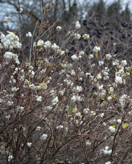 Tuotekuva-VALKOLUMIMARJA