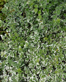 Tuotekuva-VARIEGATA SUIKEROSORVARINPENSAS