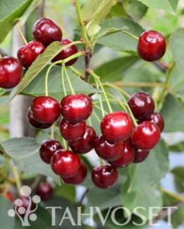 Tuotekuva-VARJOMORELLI FinE KIRSIKKA