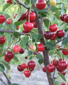 Tuotekuva-VARJOMORELLI FinE KIRSIKKA