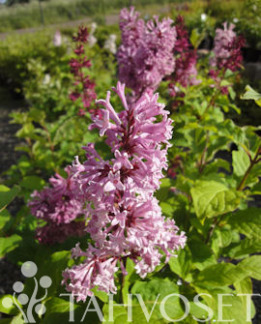 Tuotekuva-VEERA KAARISYREENI FinE