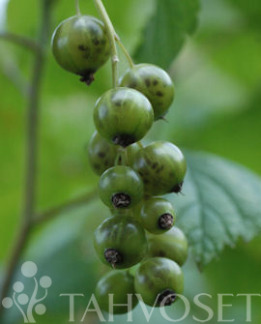 Tuotekuva-VENNY VIHERHERUKKA FinE