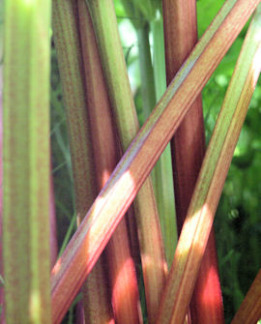 Tuotekuva-VICTORIA RAPARPERI