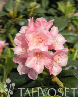 Tuotekuva-VIENO ALPPIRUUSU FinE