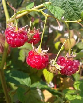 Tuotekuva-VILLE pensasvadelma VADELMA