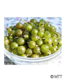 Tuotekuva-VILMA VIHERHERUKKA FinE