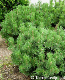 Tuotekuva-VUORIMÄNTY