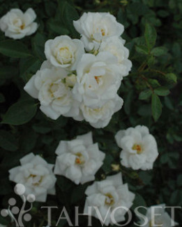 Tuotekuva-WHITE COVER RUUSU