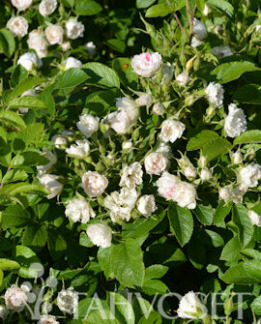 Tuotekuva-WHITE GROOTENDORST NEILIKKARUUSU